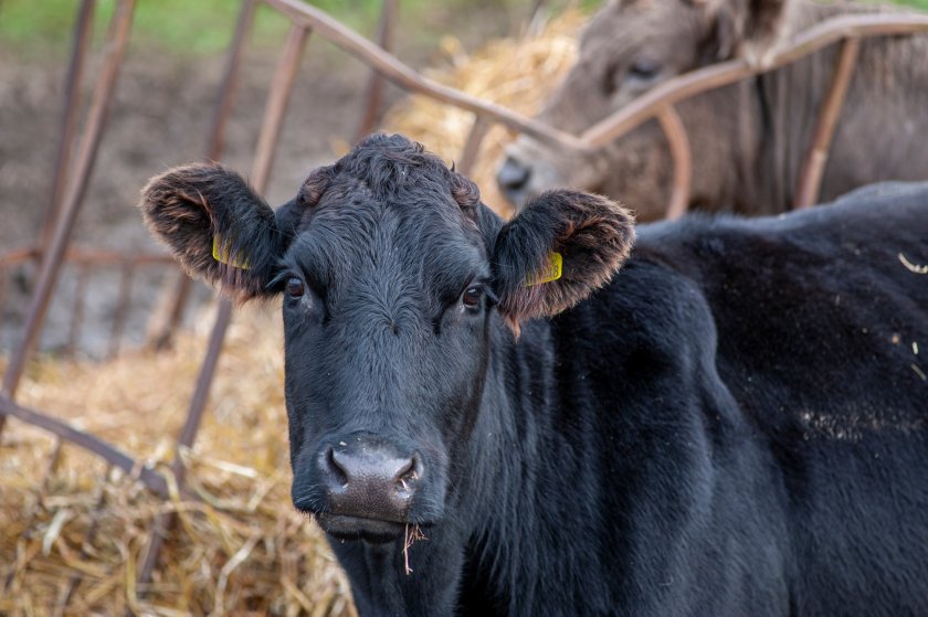 M&S has launched its Farm of the Future Programme to help its farmer suppliers achieve net zero by 2040