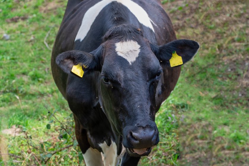 The latest development brings the total number of bluetongue cases to 14 on seven different farms