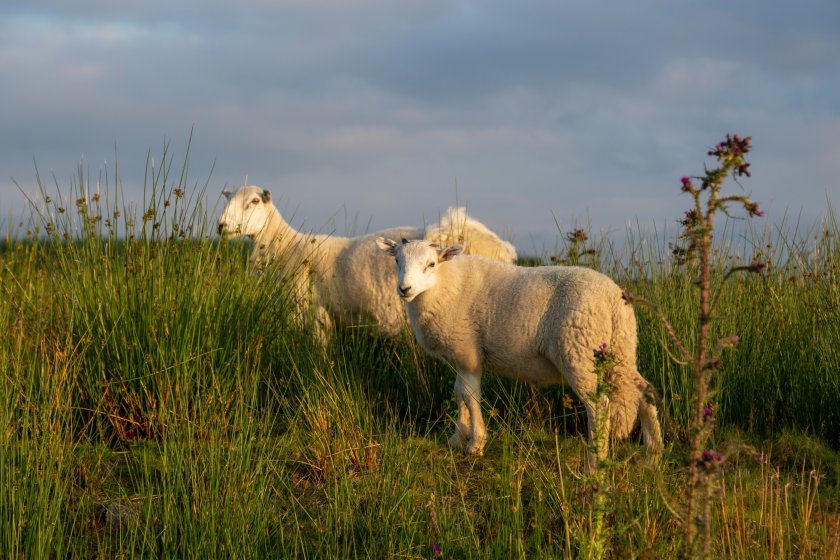 The programme will also give farmers the opportunity to select animals which genetically produce less methane