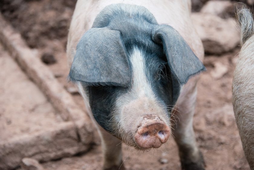 The UK pig population stands at 4.68 million head, representing a year-on-year decline of 10.3%