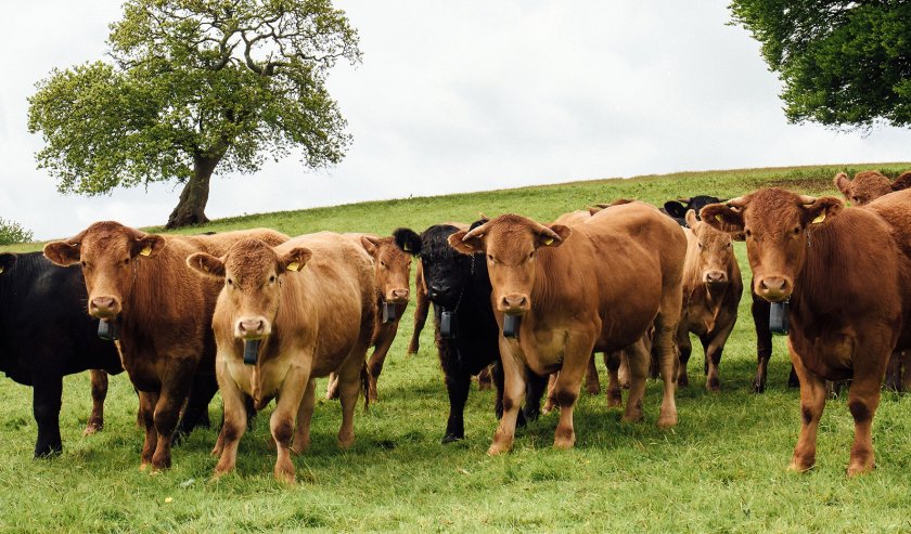 The Nofence system works from a mobile phone app that uses GPS to set a virtual boundary for the livestock