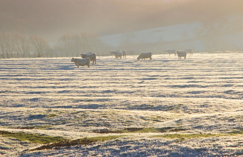 There is currently a temporary control zone (TCZ) in Kent and Norfolk following the initial outbreak of bluetongue in November