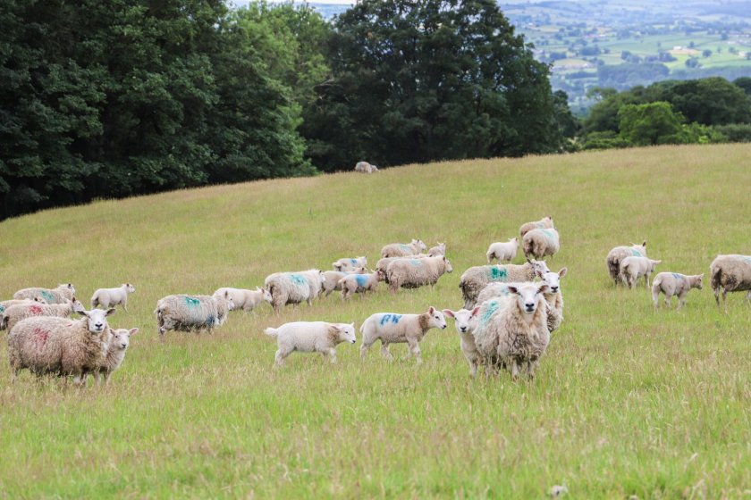 Changing weather patterns mean liver fluke are now colonising areas previously considered low risk