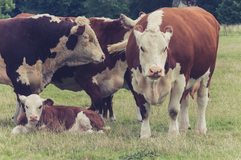 A total of 24 farms and holdings have been impacted by bluetongue virus since the initial outbreak in November