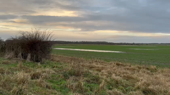 Rain has devastated the Lincolnshire farmland which grows the UK-first baked beans (Photo: University of Warwick)