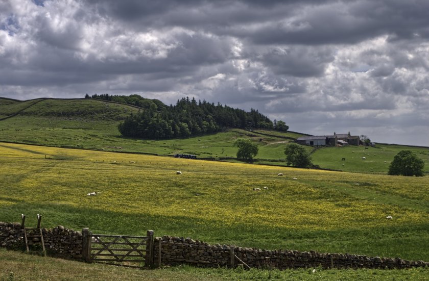 Average farmland values are forecast to rise modestly as the rate of growth slows, Savills says