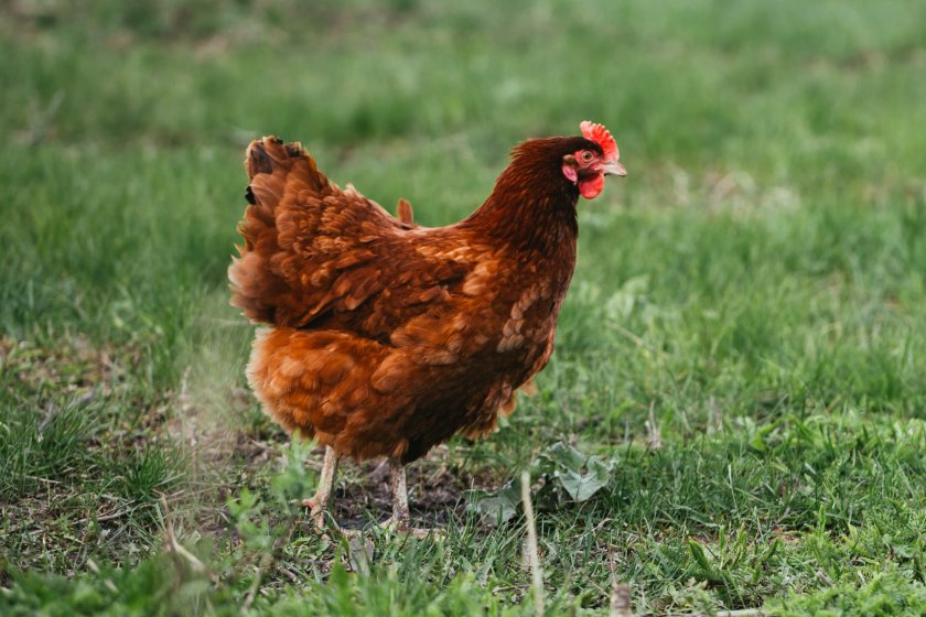 RSPCA Assured has made revisions to support the egg sector with transitioning to its new standards