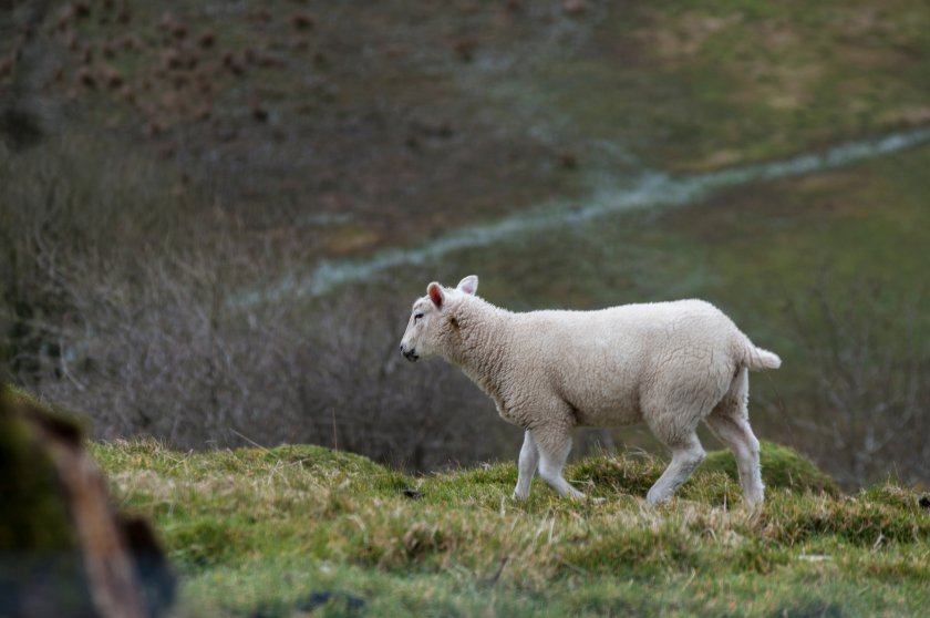 The National Sheep Association said it was 'deeply concerned' with the Welsh government commissioned report