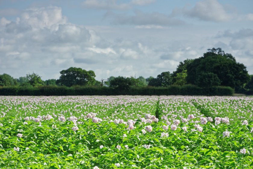 The fresh produce sector has faced numerous significant challenges in recent years that have impacted crop production