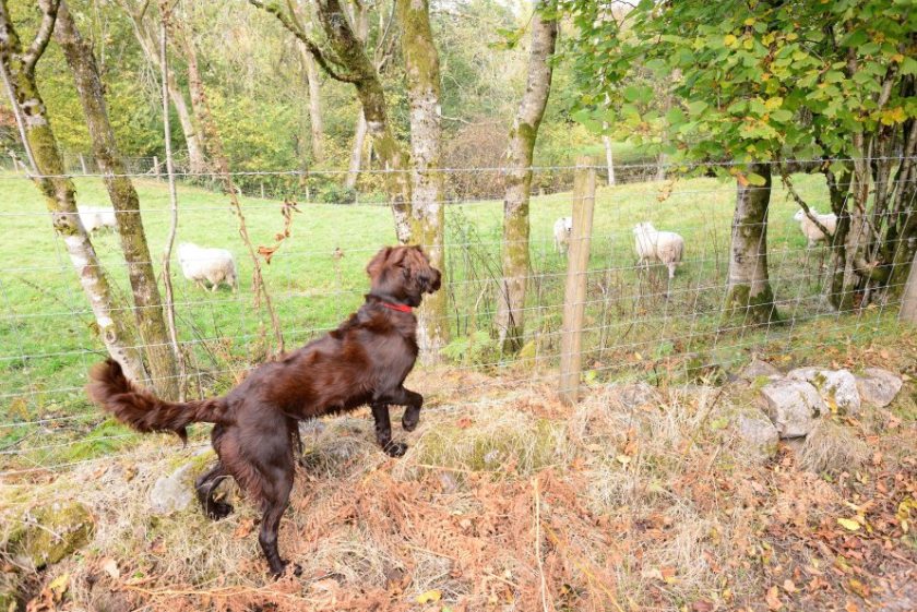 The National Sheep Association has called for more action from the government to tackle dog attacks (Photo: National Sheep Association)