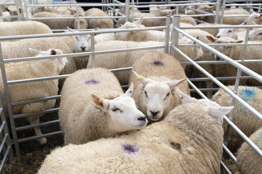 According to the latest figures, livestock worth £2.7 million were stolen in 2022