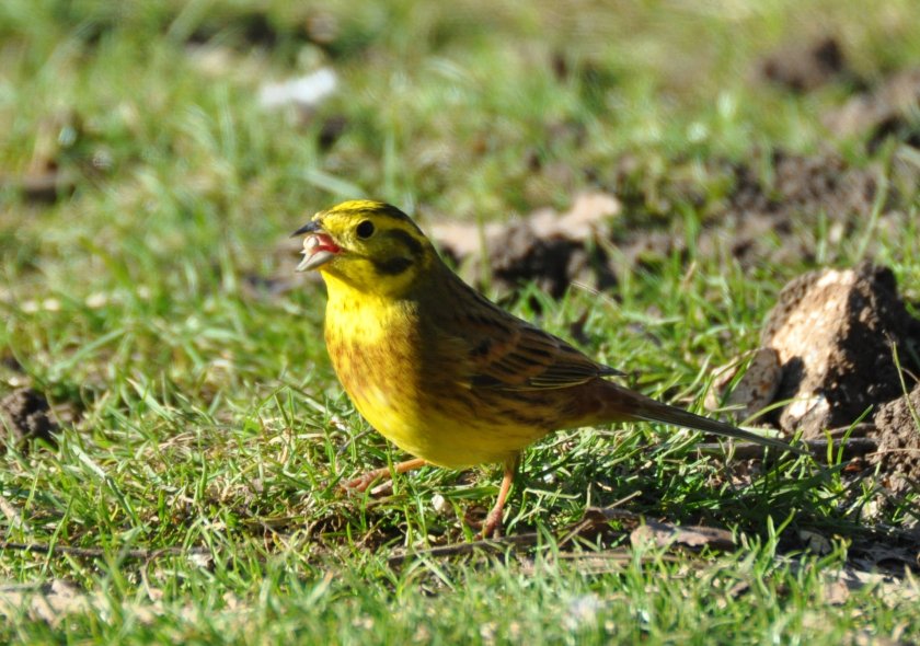 Flocks of yellowhammer were seen at the launch of this year's Bird Farmland Bird Count (Photo: Pete Thompson)