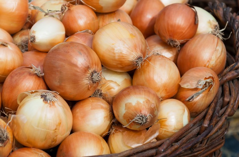 FBR is among the most destructive onion diseases worldwide, causing yield losses of over 50%