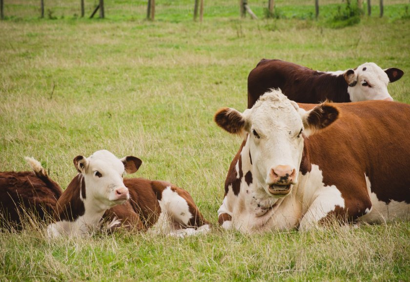 Livestock incidents were the number one cause of work-related death in British agriculture in 2022/23