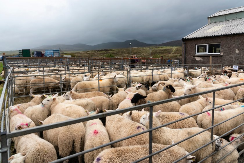 The lamb market is at a record high for the time of year, according to the red meat levy board QMS