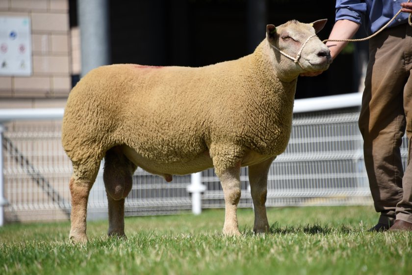 Both sales have helped to improve the Welsh sheep breeding flock (Photo: National Sheep Association)