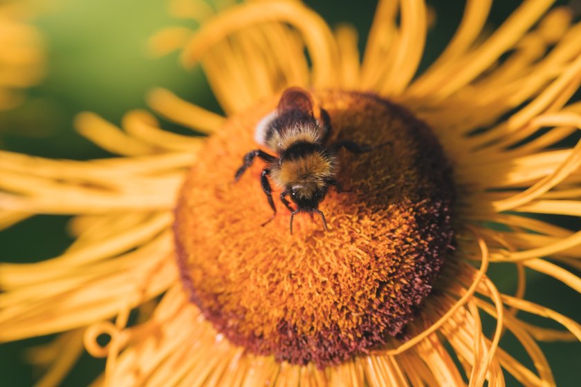 MPs have issued a 'clarion call' for the government to tackle knowledge gaps surrounding insect decline and pesticide use