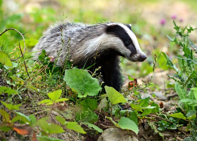 Bovine TB is considered one of the most difficult animal health challenges that farmers face today