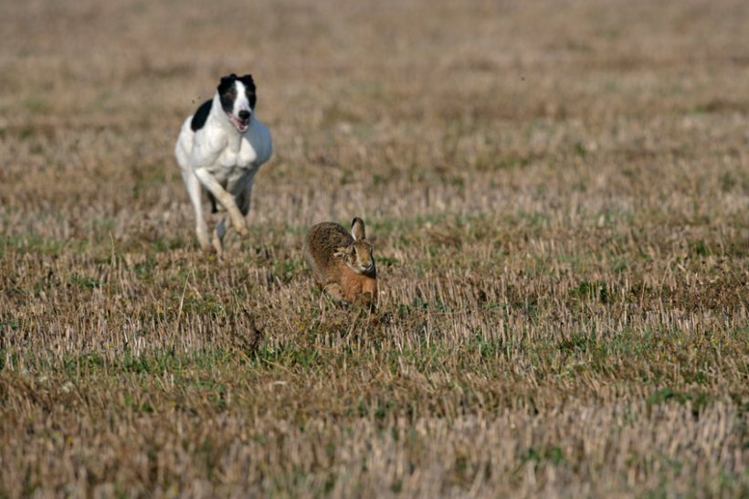 Hare poaching can lead to criminal damage, theft, vandalism, and violence