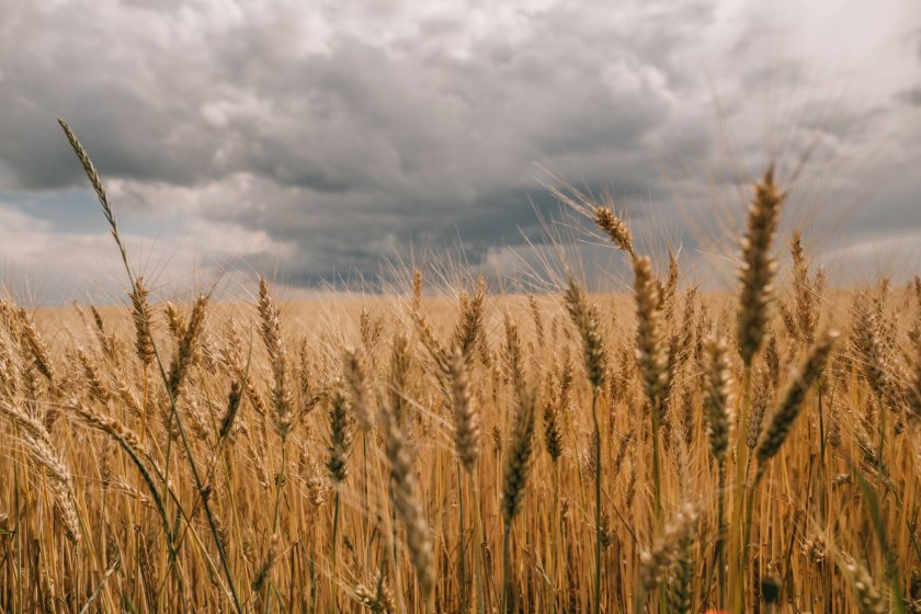 The fall in wheat self-sufficiency could see imports rise from 1.9m tonnes to 4.8m tonnes