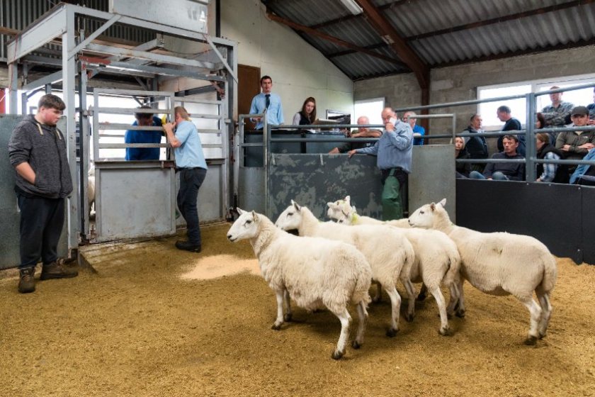 A key pull-out from the latest figures is the increase in the value of stock, with a rise in every category bar cull ewes