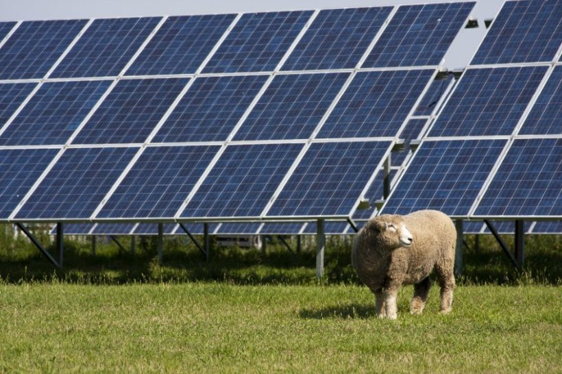 Solar panels must not be built on productive farmland, ministers will tell councils