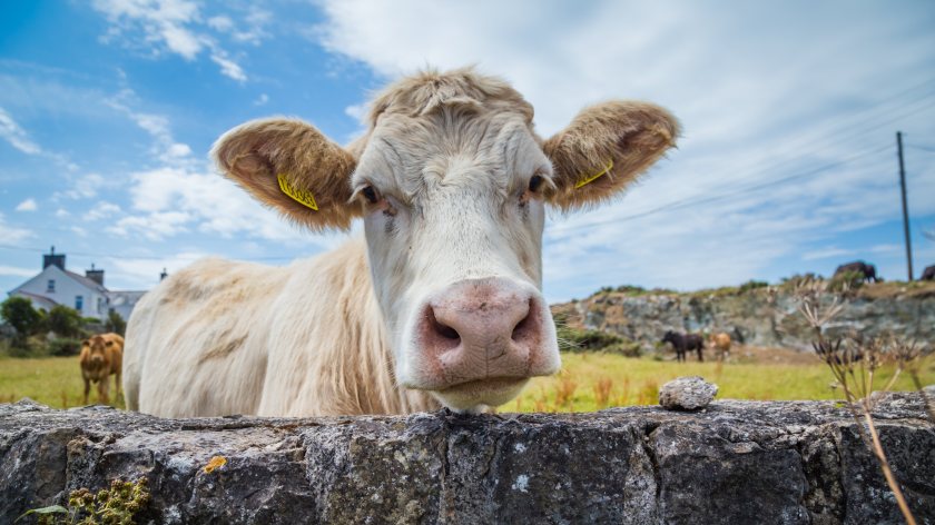 Changes will  be made to on-farm slaughter policy, with the aim of reducing the numbers of cattle slaughtered on-farm