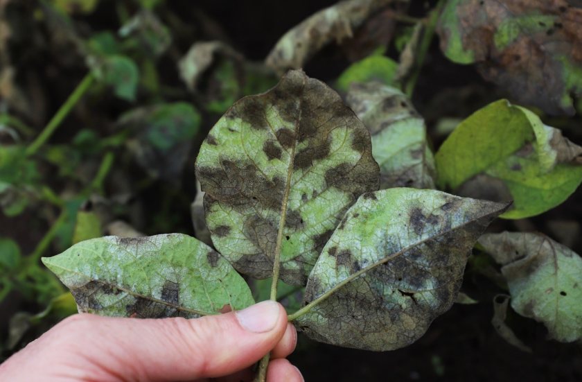 Late blight disease has already been reported in Jersey and in Kent this year