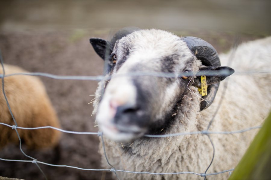 Livestock will no longer be exported from Great Britain for slaughter or fattening.