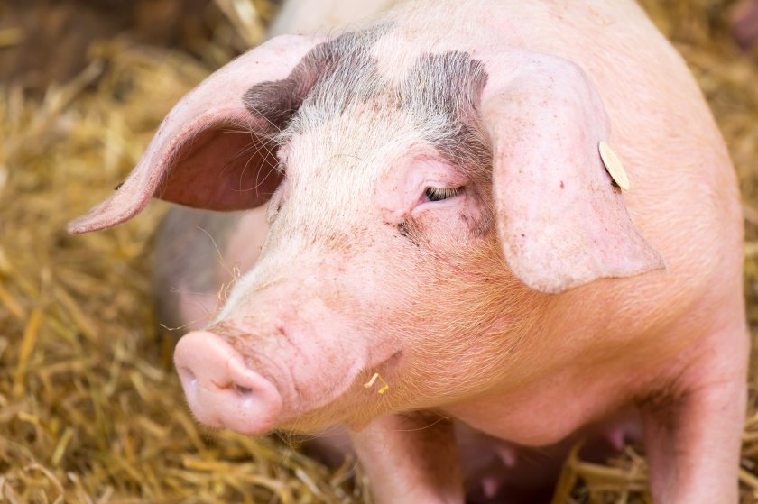 Fourteen European countries recorded outbreaks in domestic pigs in 2023, the EFSA's annual report says