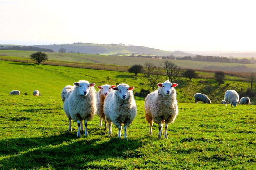 A set annual rate of funding will be available for each species, including £639 for sheep