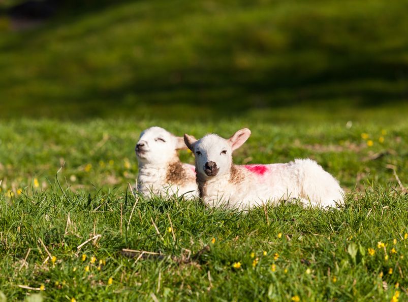 Anecdotal reports made to SCOPS suggest fewer lambs have been treated for nematodirus this spring