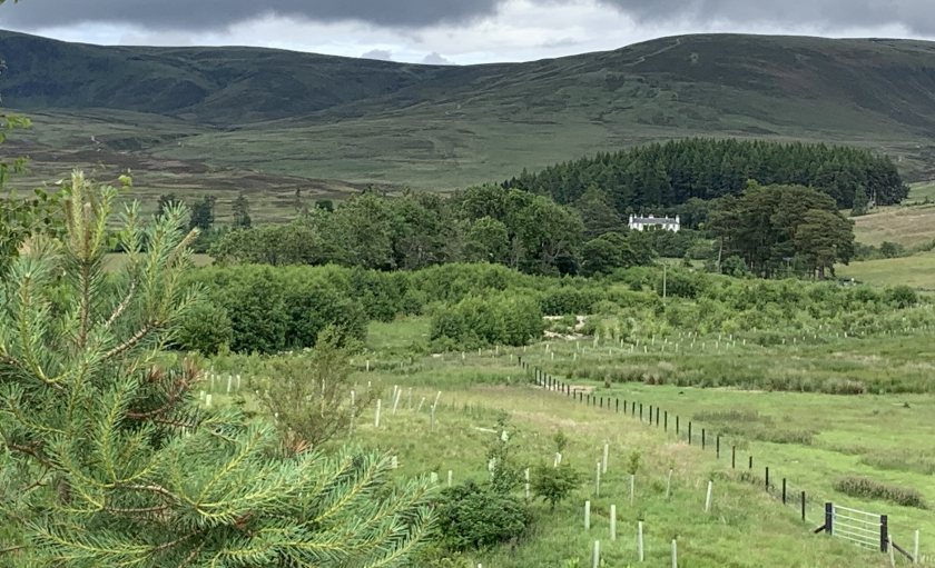 Rottal Estate's natural capital has been transformed by carefully selected tree planting