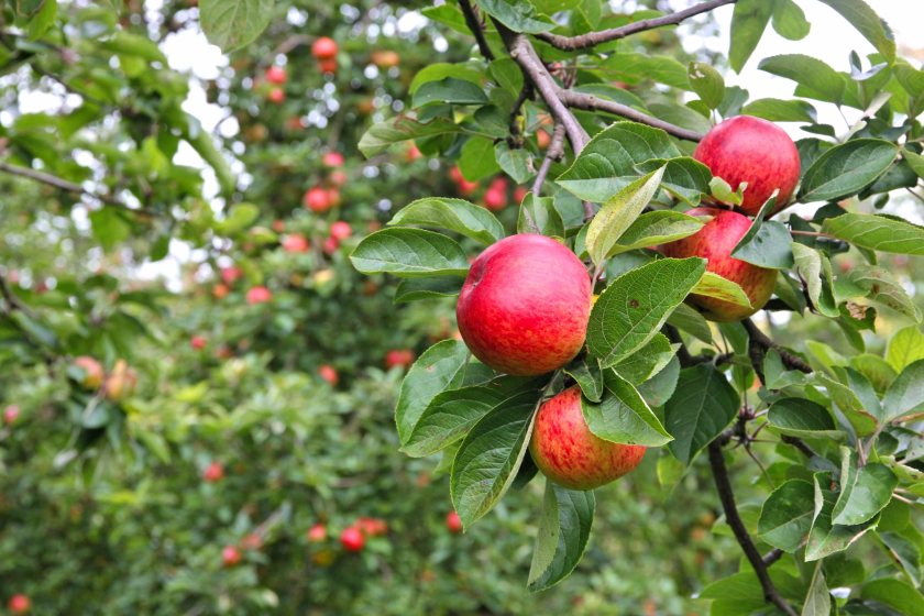 Family-run Kent fruit farm signs £750m deal with Aldi - FarmingUK News