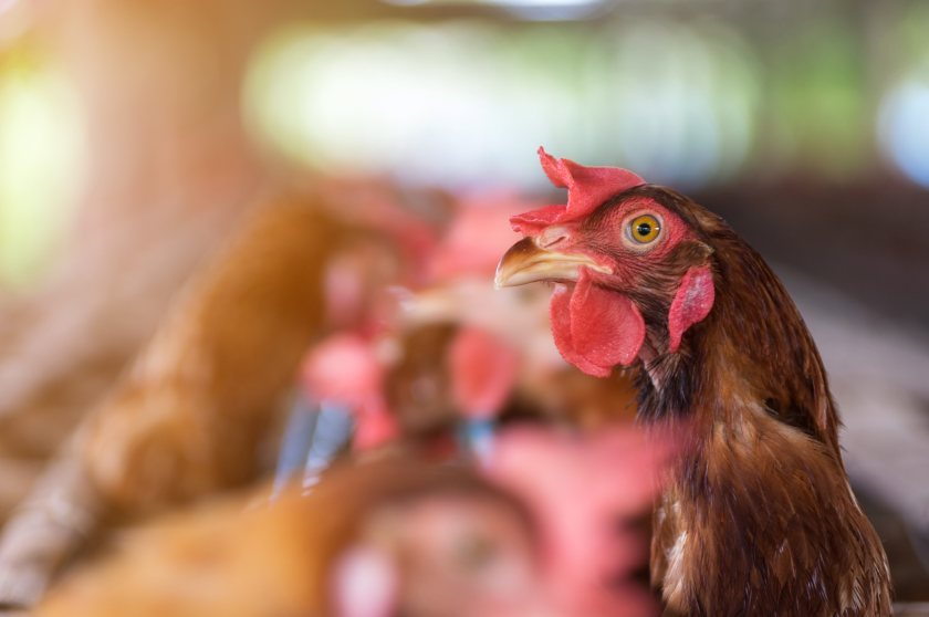 The grant can be applied for to fund replacement or upgrade existing laying hen or pullet housing