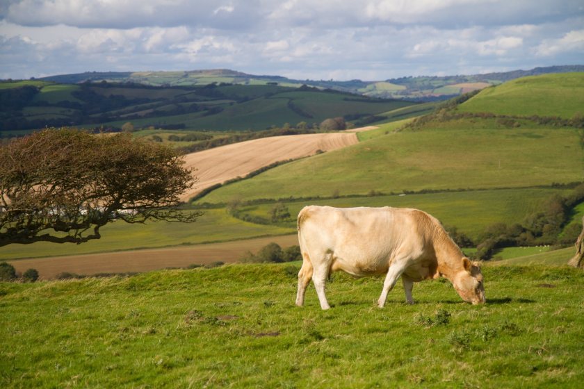 Farmers have made it clear that they see the introduction of electronic ID on cattle tags as being long overdue