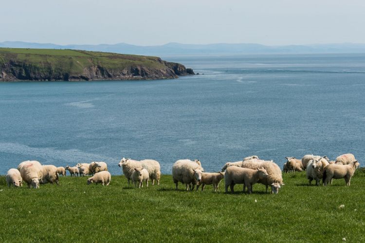 The number of lambs processed during the current crop year is 2.5% lower than the previous one (Photo: HCC)