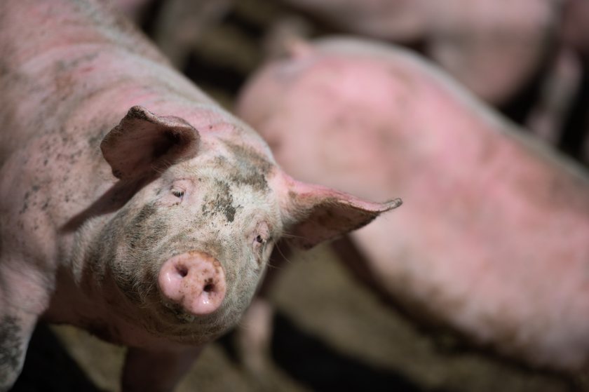 Researchers are encouraging pig producers to take part in a new zinc oxide study