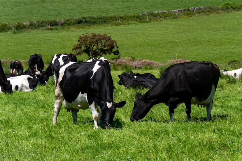 GrassCheckGB is a grass monitoring project involving 50 dairy, beef and sheep farms