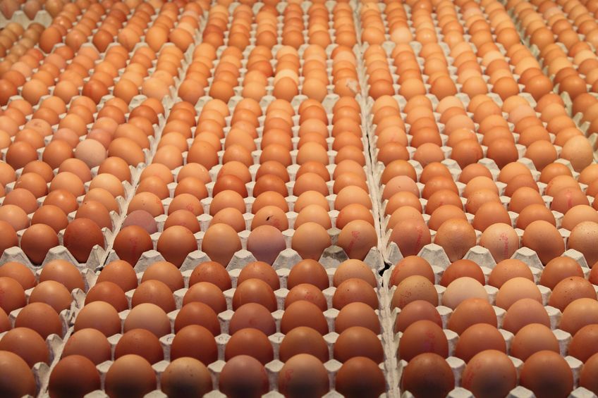 The body has called on a ban on the import of eggs and egg products from systems of production prohibited in the UK