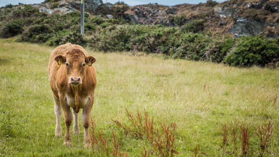 Bovine TB continues to serious challenges to the Welsh farming industry and has economic and social impacts