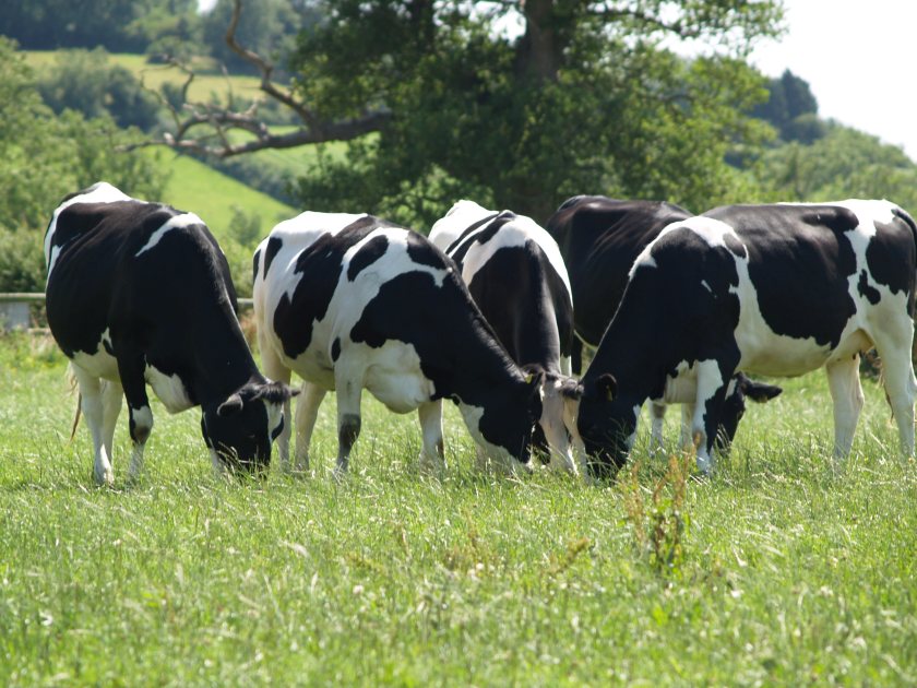 BVD eradication could bring farm-level financial benefits due to improved cattle health and welfare
