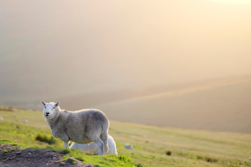 The National Sheep Association says it has made 'several requests' to the Welsh government to join the roundtable