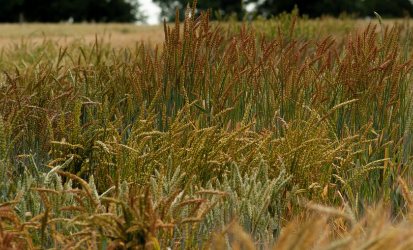 Wheat blast is a fast-acting and devastating fungal disease that threatens food security, experts say