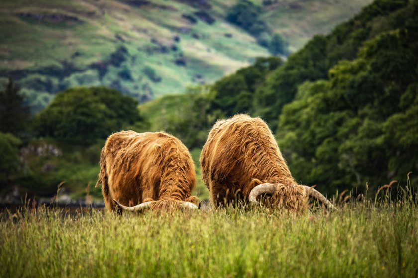 Scottish political leaders will outline their proposals for the farming industry as part of an online hustings event