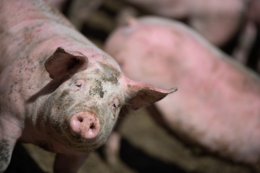 Pig farmers can receive £923 to undergo more in-depth testing for the PRRS virus