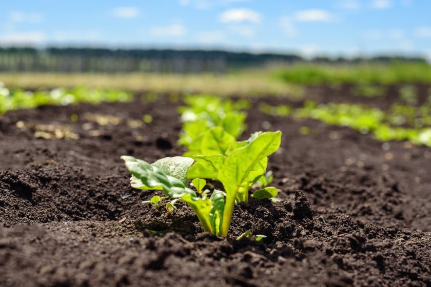 The scheme offers sugar beet growers the chance to sell environmental services to downstream supply chain partners, 