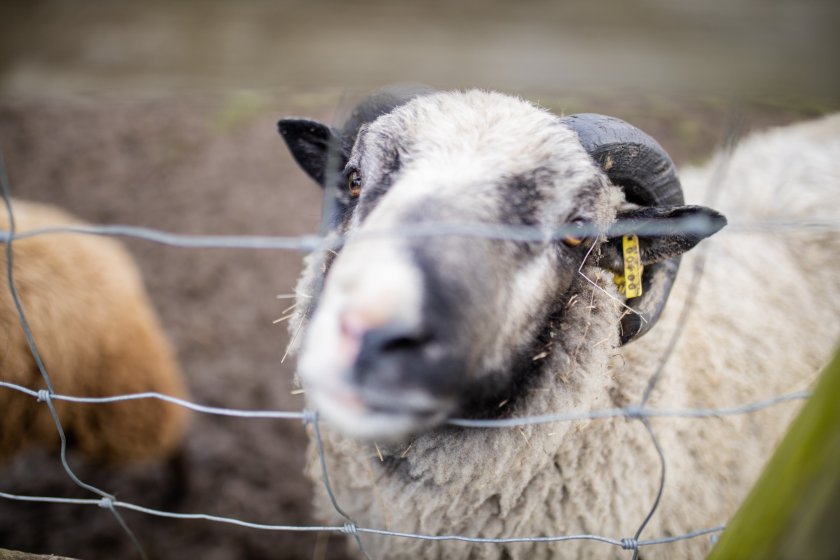 Counties at high-risk of bluetongue virus include Norfolk, Suffolk, Essex, Kent and East Sussex