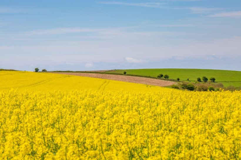 Oilseed rape remains a profitable break crop for UK growers, but its success is heavily dependent on good establishment