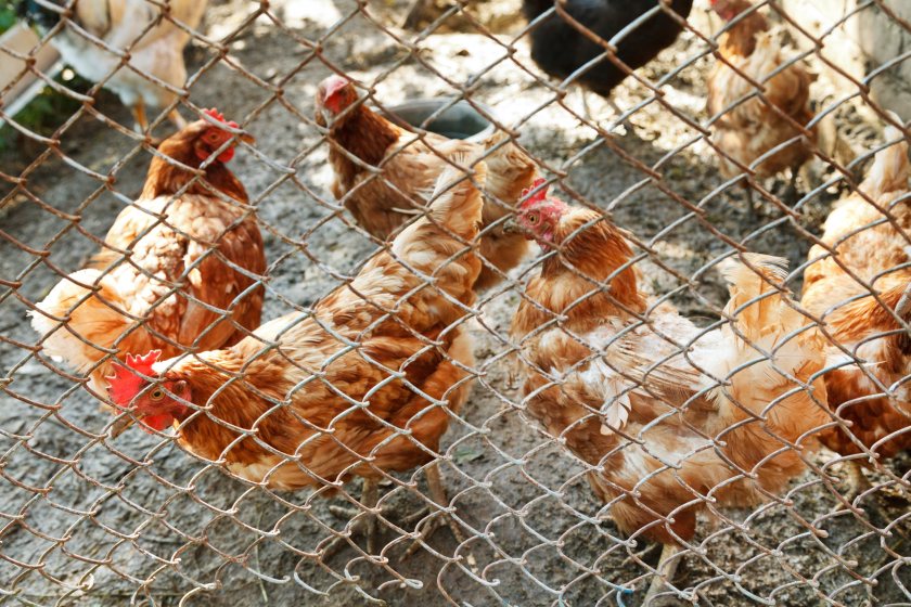 Aims of the successfully funded project will improve laying hen and pullet health and welfare